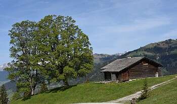 Gstaad Alp Gstaad Alp